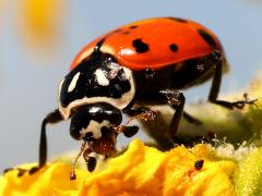 (Convergent Lady Beetle) lateral