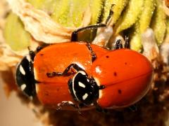 (Convergent Lady Beetle) mating dorsal