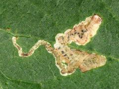 (Aulagromyza Leafminer Fly) upperside mine on Amur Honeysuckle