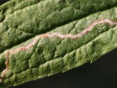 (Phytomyza Leafminer Fly) upperside mine on Tall Goldenrod