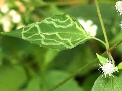 (White Snakeroot Leafminer Fly) upperside mine on White Snakeroot