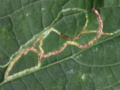 (White Snakeroot Leafminer Fly) upperside mine on White Snakeroot