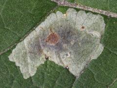 (Composite Leafminer Fly) upperside mine on Purple Joe Pye Weed