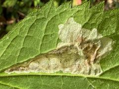 (Calycomyza Leafminer Fly) upperside mine on White Snakeroot