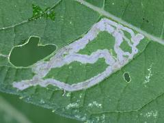 (Liriomyza Leafminer Fly) upperside mine on Wingstem