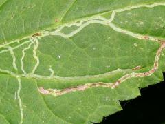 (White Snakeroot Leafminer Fly) upperside mine on White Snakeroot