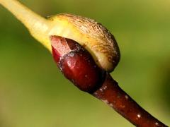 (Citrina Gall Midge) gall on American Linden