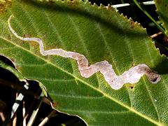 (Buckeye Leafminer Fly) upperside mine on Ohio Buckeye