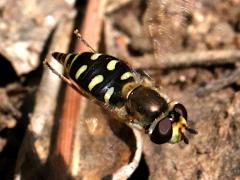 (Scaeva Hover Fly) female hovering