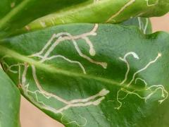 Ophiomyia scaevolana Leafminer Fly upperside mine on Beach Naupaka