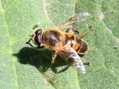 (Common Drone Fly) dorsal (Common Drone Fly) dorsal