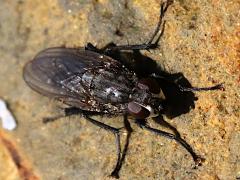 (Fucellia Seaweed Fly) dorsal