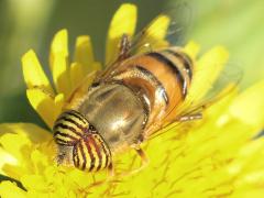 (Band-Eyed Drone Fly) male dorsal