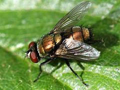 (Common Greenbottle Fly) dorsal