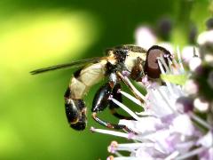 (Common Compost Fly) lateral