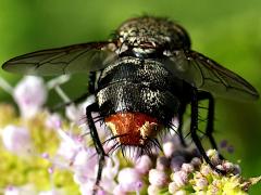 (Winthemia Bristle Fly) female rear