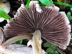 (Pale Brittlestem) underside