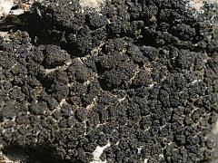 (Blackthread Lichen) on rocks (Blackthread Lichen) on rocks