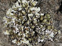 (Cartilaginea Shield Lichen) on rocks (Cartilaginea Shield Lichen) on rocks