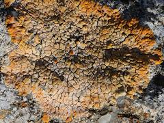 (Rock Jewel Lichen) on rocks (Rock Jewel Lichen) on rocks