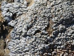 (Lecanoromycetes Lichen) on rocks (Lecanoromycetes Lichen) on rocks