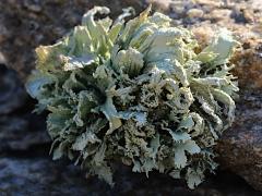 (Ramalina Bushy Lichen) on rocks (Ramalina Bushy Lichen) on rocks