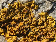 (Calcicola Sunburst Lichen) on rocks (Calcicola Sunburst Lichen) on rocks