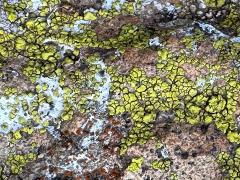 (Yellow Cobblestone Lichen) on rocks