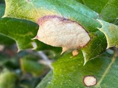 (Oak Anthracnose) on California Live Oak