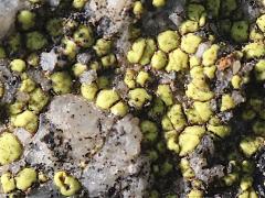 (Yellow Cobblestone Lichen) on rocks