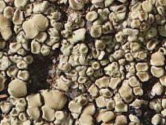 (Lecanoraceae Rim Lichen) on rocks