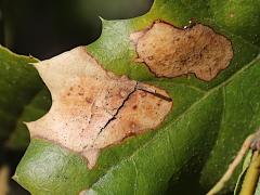 (Oak Anthracnose) on California Live Oak