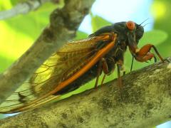 (Dwarf Periodical Cicada) lateral