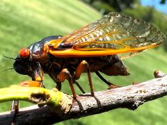 Pharaoh Periodical Cicada female ovipositing on White Oak