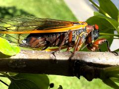 Pharaoh Periodical Cicada female ovipositing on Crab Apple