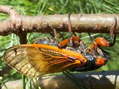 Dwarf Periodical Cicada female ovipositing on White Pine