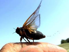 (Dwarf Periodical Cicada) male peeing honeydew