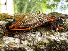 (Dwarf Periodical Cicada) mating