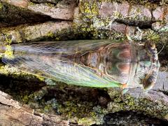 (Northern Dog-day Cicada) male dorsal