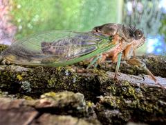 (Northern Dog-day Cicada) male profile