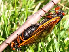 (Dwarf Periodical Cicada) mating pair2
