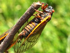 (Pharaoh Periodical Cicada) male post coupling