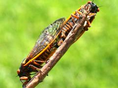 (Pharaoh Periodical Cicada) mating ventral