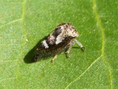 (Griseus Treehopper) dorsal