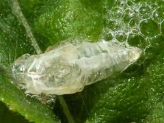 (Cercopidae Froghopper) molted exuvia