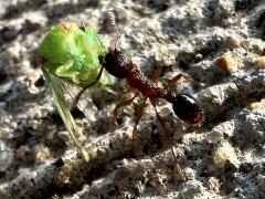 (Myrmica Furrowed Ant) drags Eight-lined Leafhopper