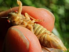 (Dwarf Periodical Cicada) female molted ventral