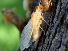(Dwarf Periodical Cicada) female molting from nymph