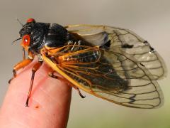 (Dwarf Periodical Cicada) female profile