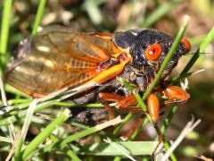 (Dwarf Periodical Cicada) male frontal